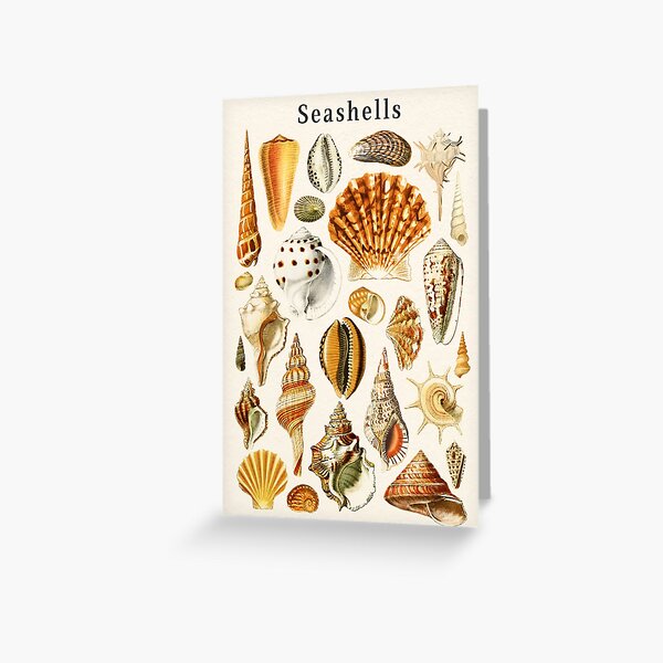 Item preview, Types of Seashells designed and sold by KrisMakeGill.