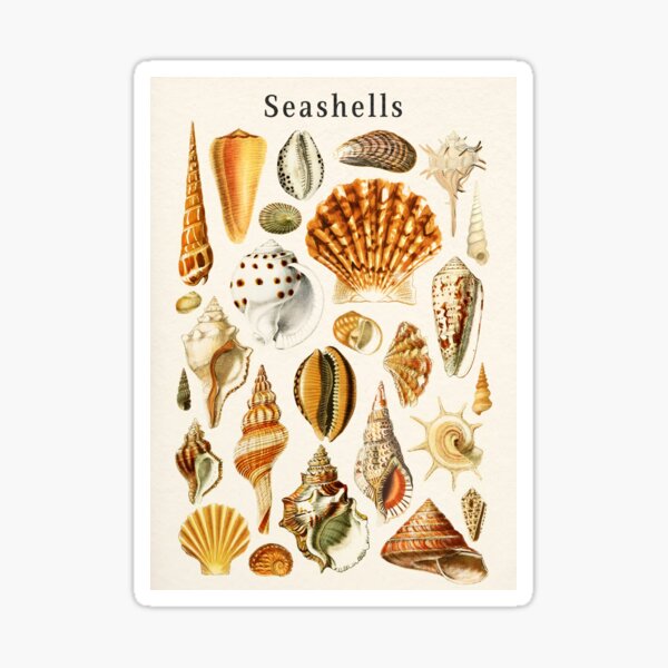 Aperçu de l'œuvre Types de coquillages créée et vendue par KrisMakeGill.