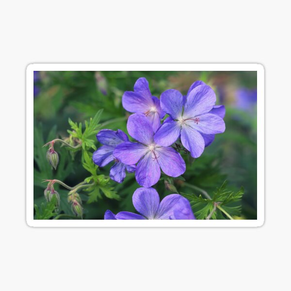 Blue Geranium Flowers Sticker