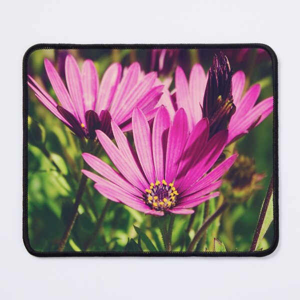 Item preview, Osteospermum Pink African Daisy designed and sold by CarolinaReina.