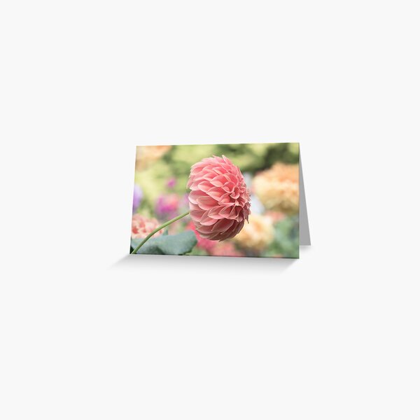 Sylvia Craig Hunter Dahlia Greeting Card