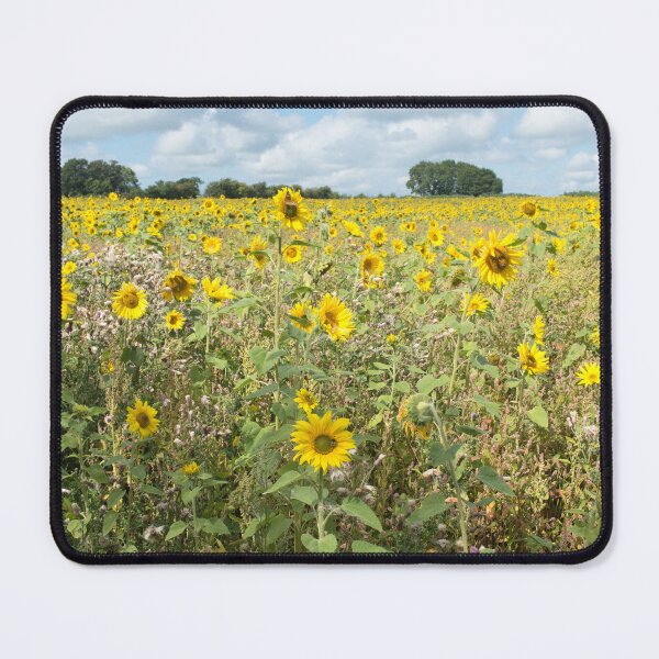Item preview, Sunflower Fields,Angelsey designed and sold by Derren Jones.
