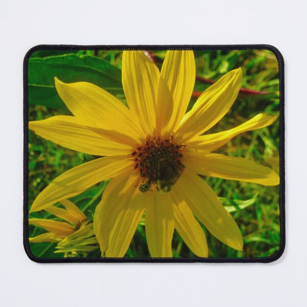 Item preview, Sunlit daisy with insects designed and sold by Shulie1.