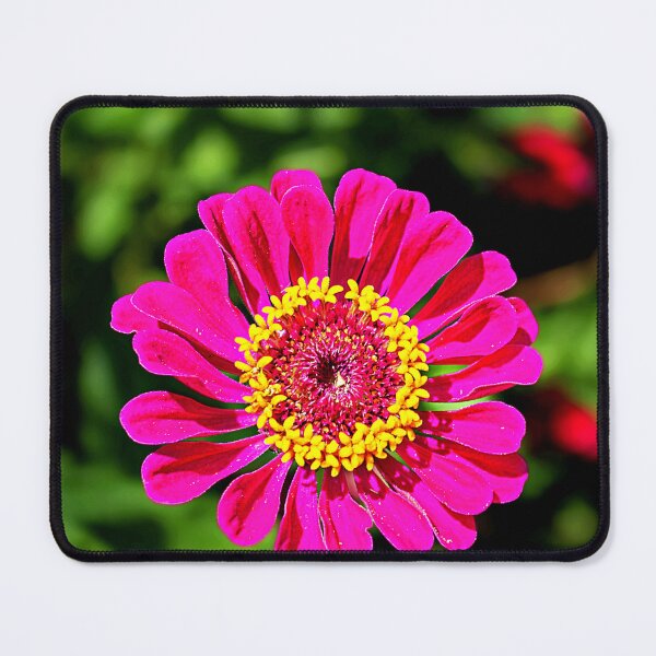 Item preview, Wild Zinnia flower in the mid day sun designed and sold by Traveltejas.