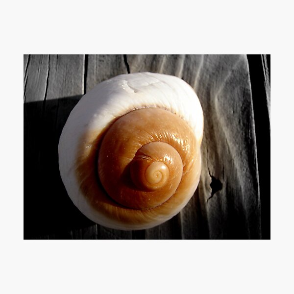 Item preview, Me Like Shells designed and sold by seagrl44.