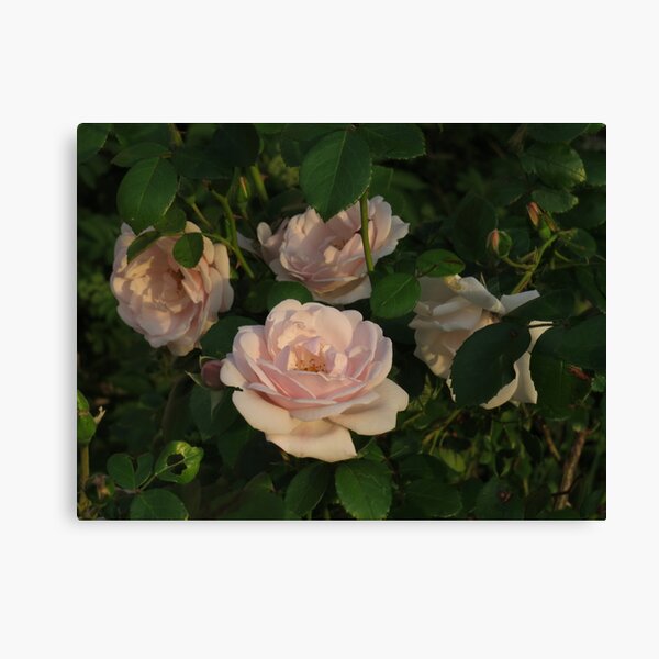 Old Fashioned Pink Teacup Roses Canvas Print