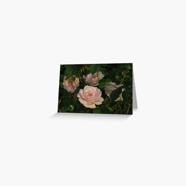 Old Fashioned Pink Teacup Roses Greeting Card