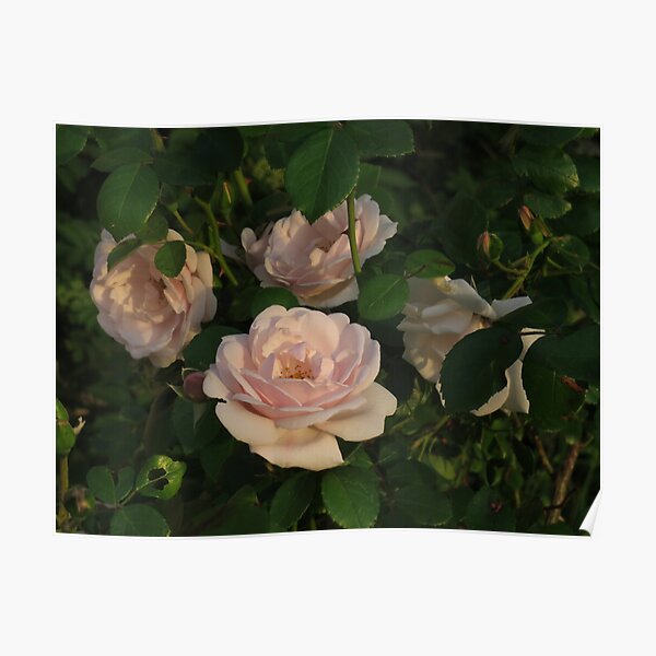 Old Fashioned Pink Teacup Roses Poster