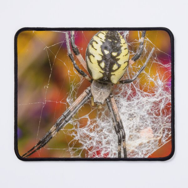 Item preview, Golden Garden Spider (Argiope aurantia) designed and sold by spiderdaynight.