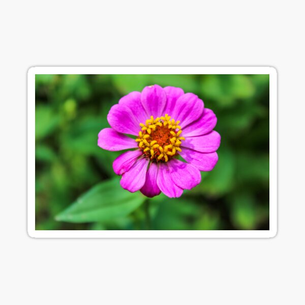 Pink Zinnia Sticker