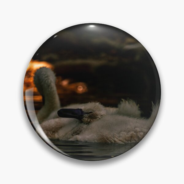 Item preview, Baby swan preens itself designed and sold by wildPhotoz.
