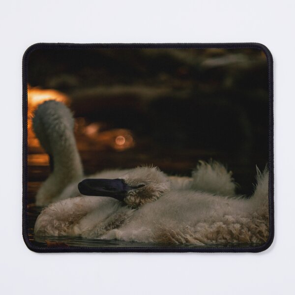 Item preview, Baby swan preens itself designed and sold by wildPhotoz.