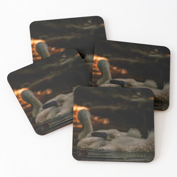 Item preview, Baby swan preens itself designed and sold by wildPhotoz.
