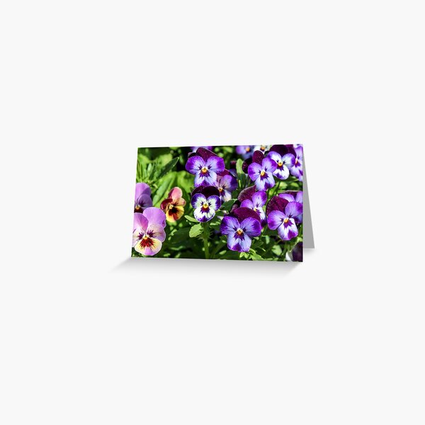 Purple pansies Greeting Card