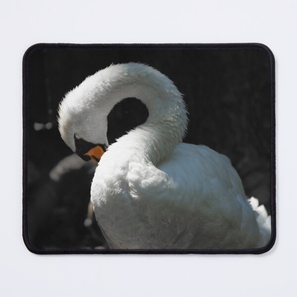 Artikelvorschau, Schwan beim putzen entworfen und verkauft von wildPhotoz.
