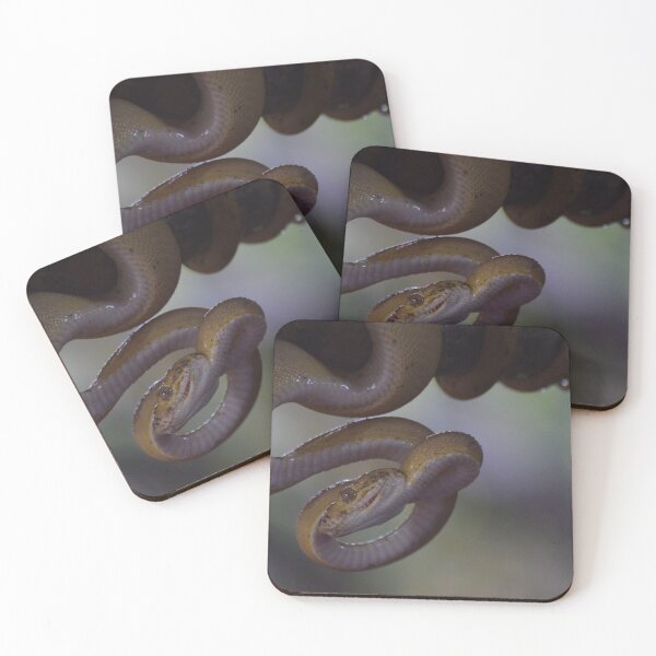 Item preview, snake stares designed and sold by wildPhotoz.