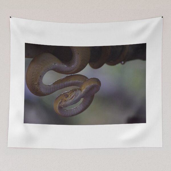 Item preview, snake stares designed and sold by wildPhotoz.