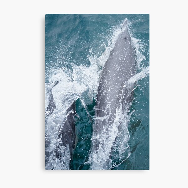 Dolphins Break Water Metal Print