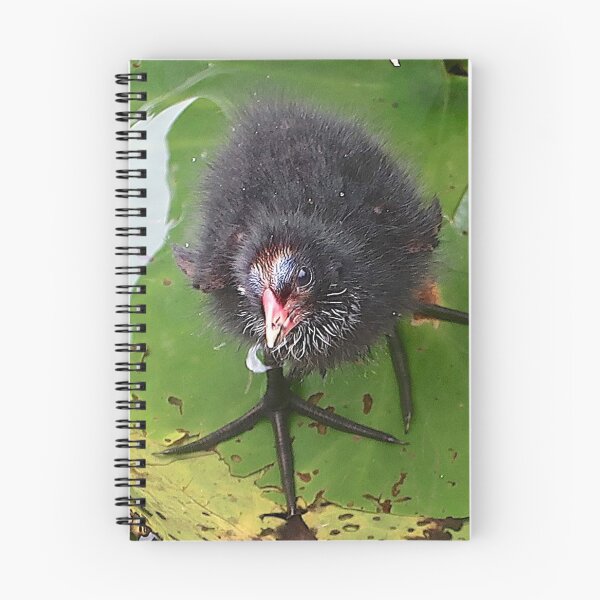 Item preview, Coot Baby designed and sold by John Thurgood.