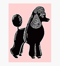 Black Standard Poodle Photographic Print