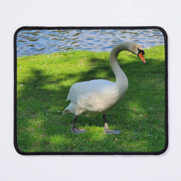 Item preview, Swan by the river, Germany designed and sold by DriftwoodOilArt.