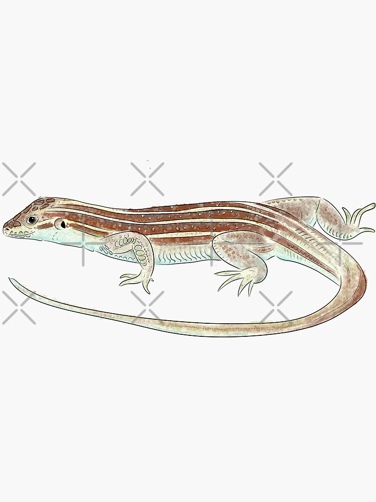 "Spotted Whiptail lizard " Sticker for Sale by DecadentDahliah | Redbubble