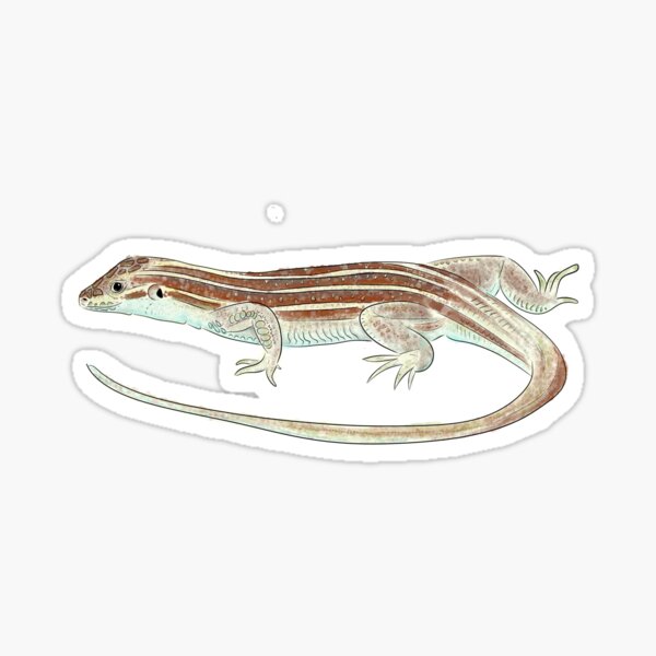 "Spotted Whiptail lizard " Sticker for Sale by DecadentDahliah | Redbubble