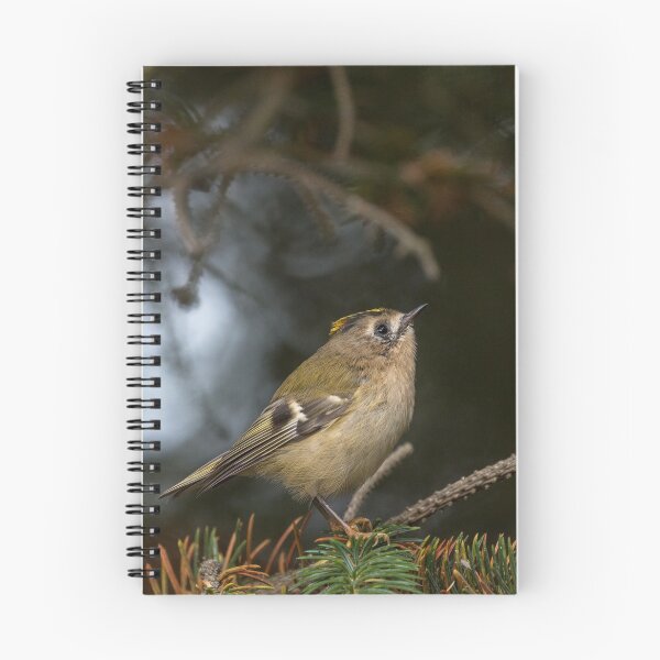 Item preview, Goldcrest designed and sold by Gbenonys Art.