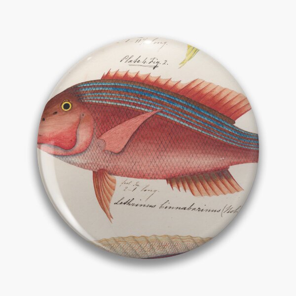 Item preview, Sketches of Australian fishes, circa 1840 designed and sold by State Library of South Australia.