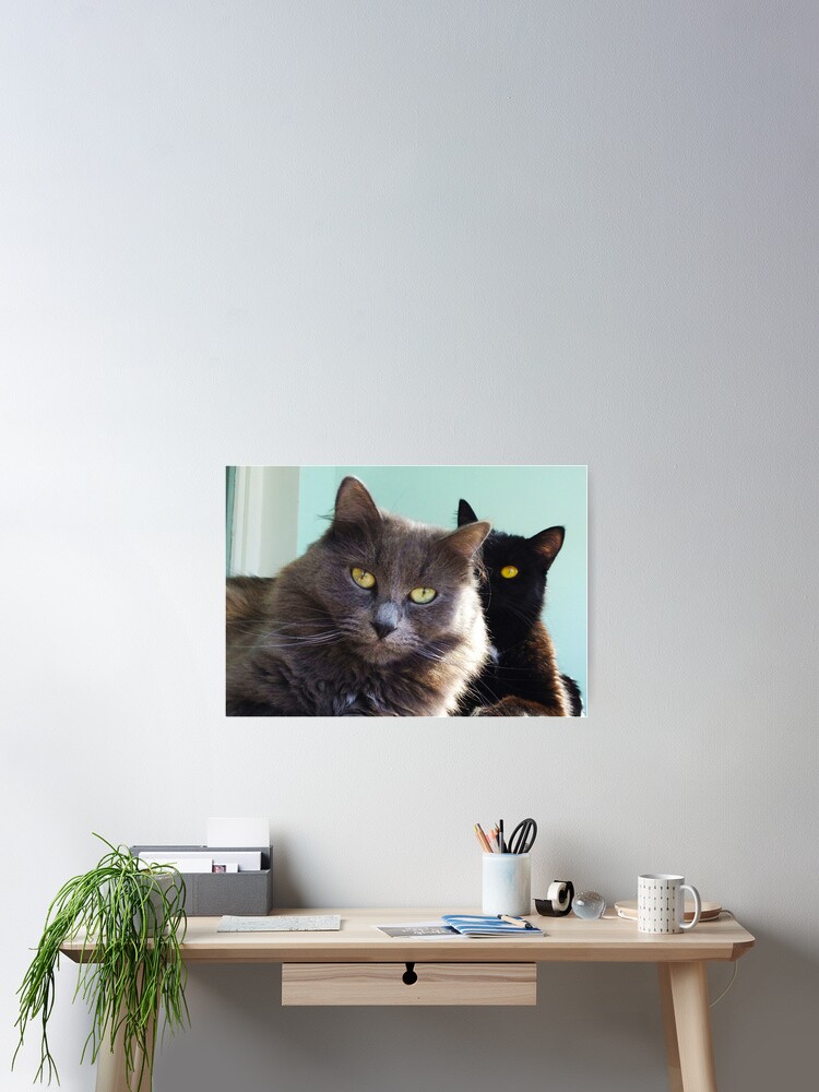 Poster Chats Amoureux Gris Et Noir Photo De Joli Couple De Chats Par Laskaart Redbubble