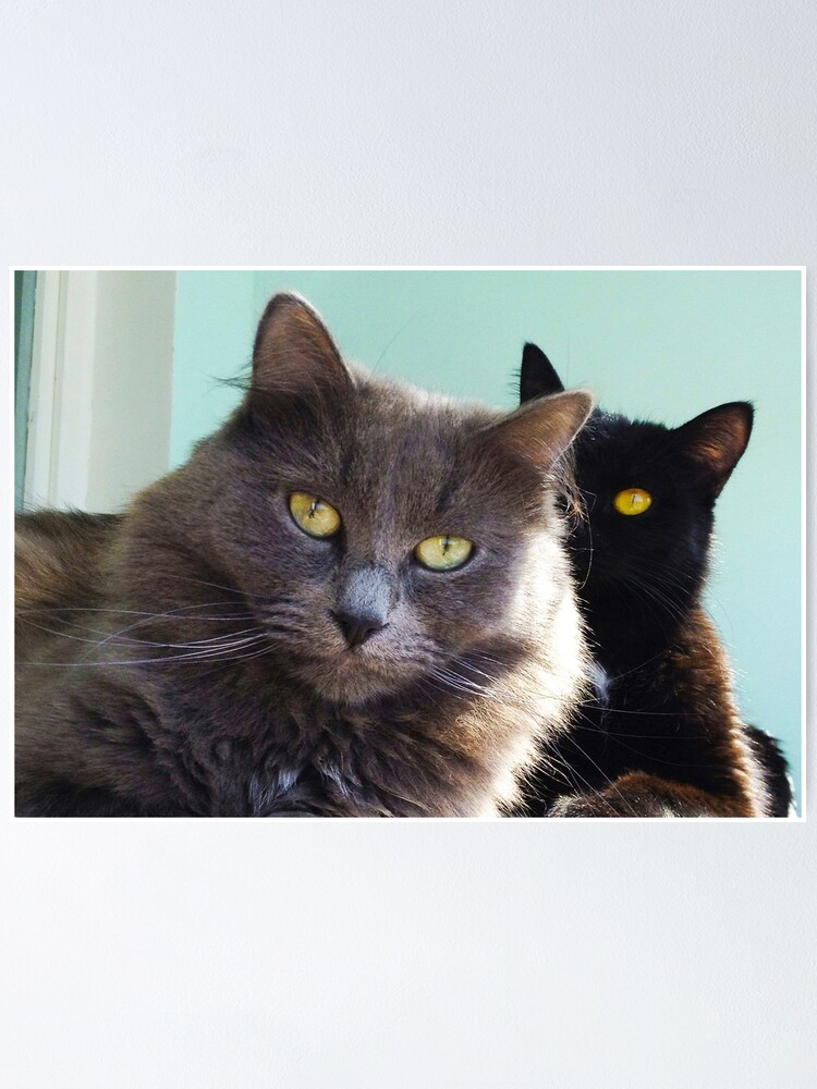 Poster Chats Amoureux Gris Et Noir Photo De Joli Couple De Chats Par Laskaart Redbubble