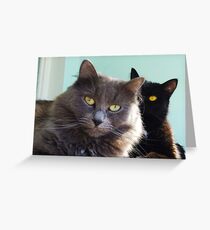 Cats in love. grey and black / photo of cute couple of cats Greeting Card