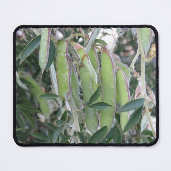 Item preview, Tree lucerne seed pods designed and sold by greentiger1.