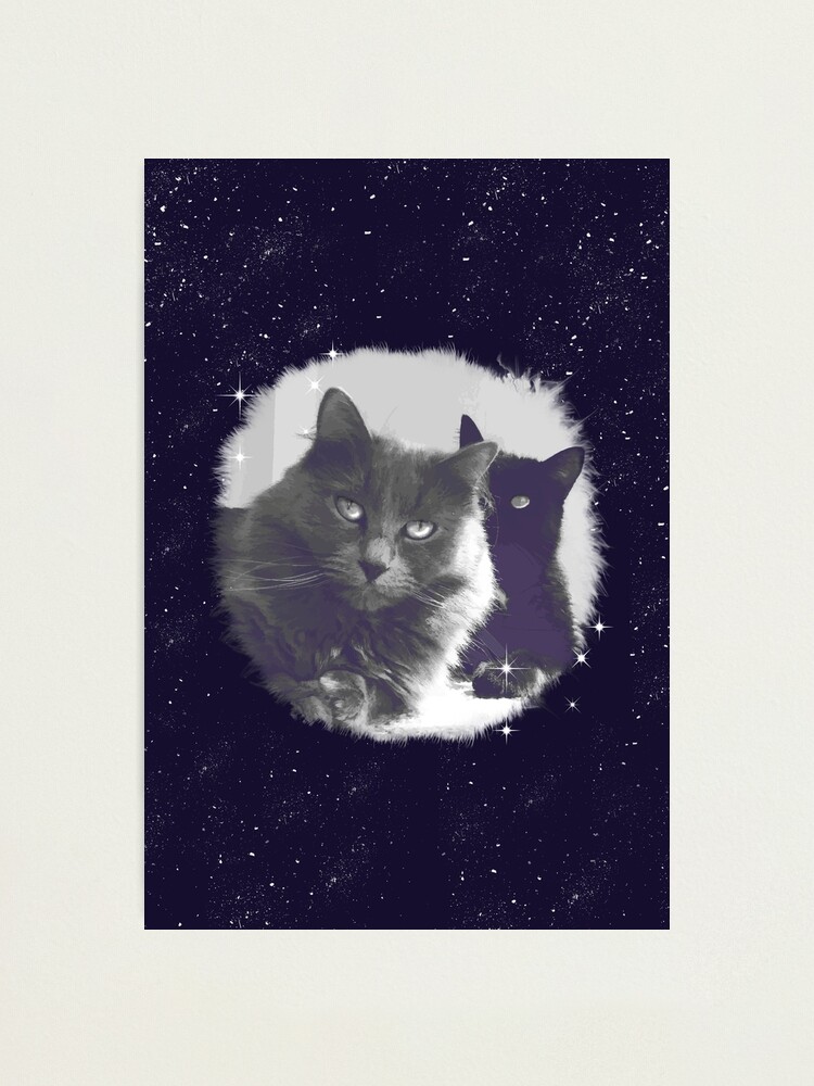 Impression Photo Chats Amoureux Gris Et Noir Photo De Joli Couple De Chats Par Laskaart Redbubble
