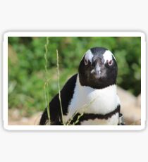 Penguin Sticker