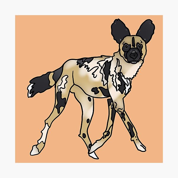 "African Painted Dog Cartoon" Photographic Print for Sale by
