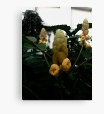 Unique bloom Canvas Print