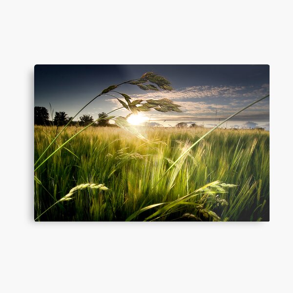 Green Isle Sunset Metal Print