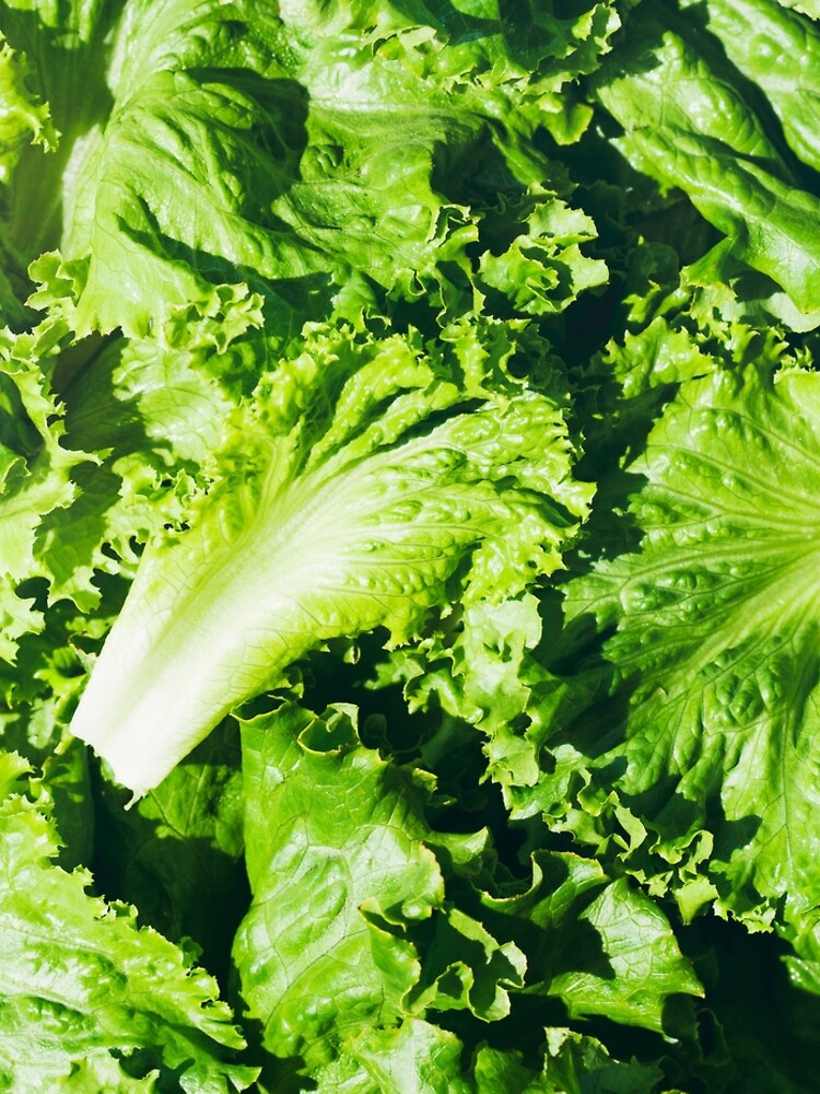 Ingredients: Overhead View Of Leaves Of Green Leaf Lettuce by seanlockephoto