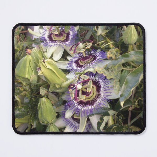 Item preview, Passionfruit Flowers designed and sold by Steve Anderssen.