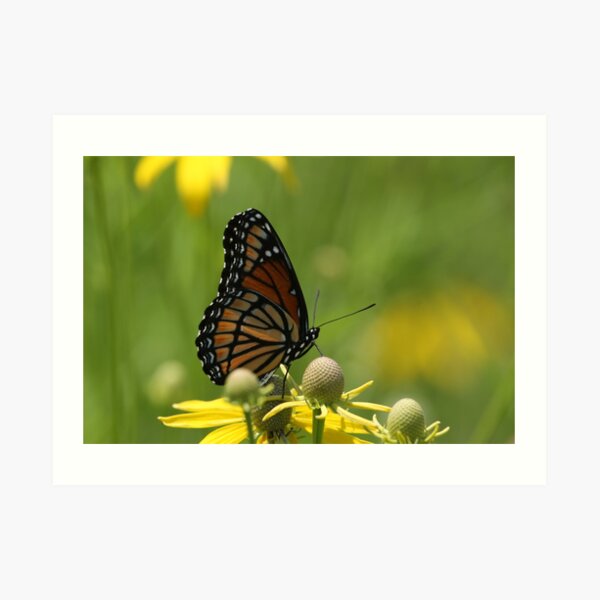Butterfly and Blooms..2 Art Print