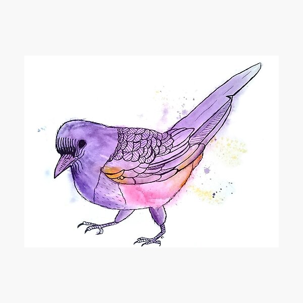 Young Magpie in Purple Photographic Print