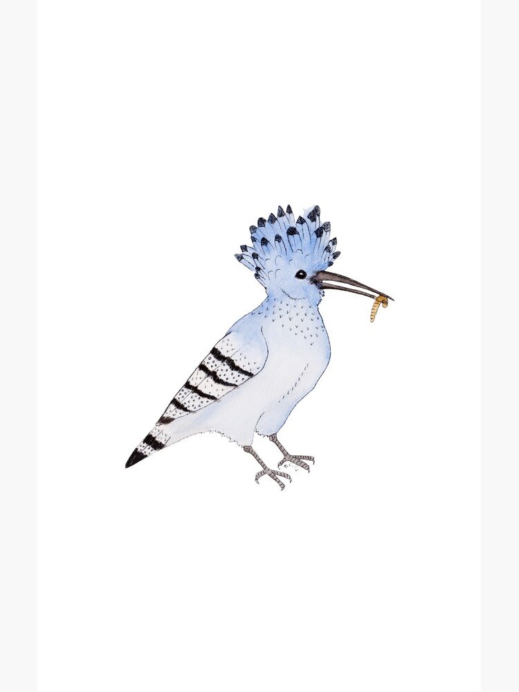 Hungry Azure Hoopoe by lindaursin