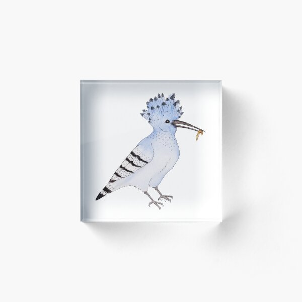 Hungry Azure Hoopoe Acrylic Block