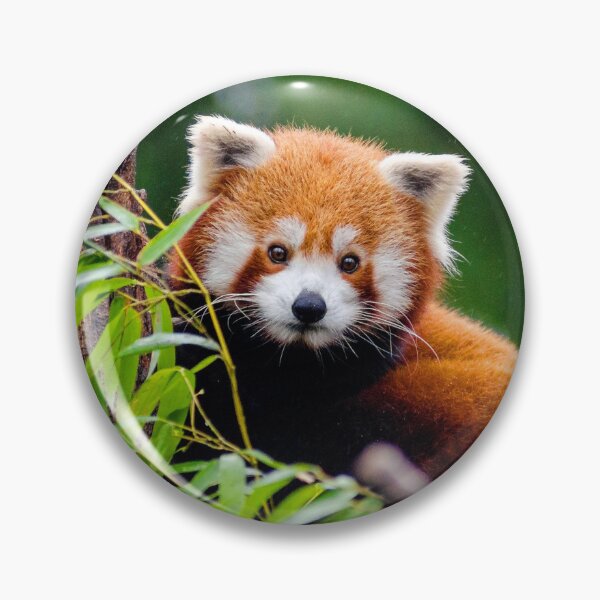 Item preview, ANIMALS #17 - Adorable Red Panda in Tree designed and sold by DEL-Productions.