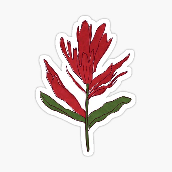 Indian Paintbrush Wildflower Sticker