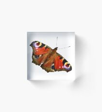 Peacock Butterfly Acrylic Block