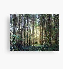 Coole Park forest sunshine Canvas Print