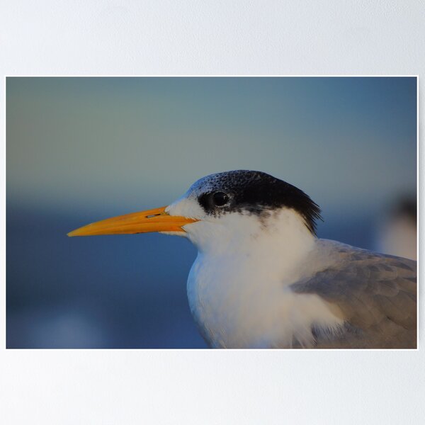 Item preview, Tern (profile) designed and sold by David  Hall.