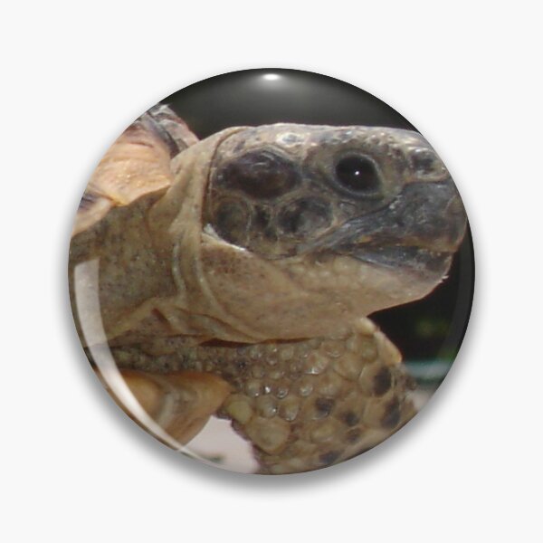 Item preview, Marching Baby Tortoise Close Up Photo designed and sold by taiche.